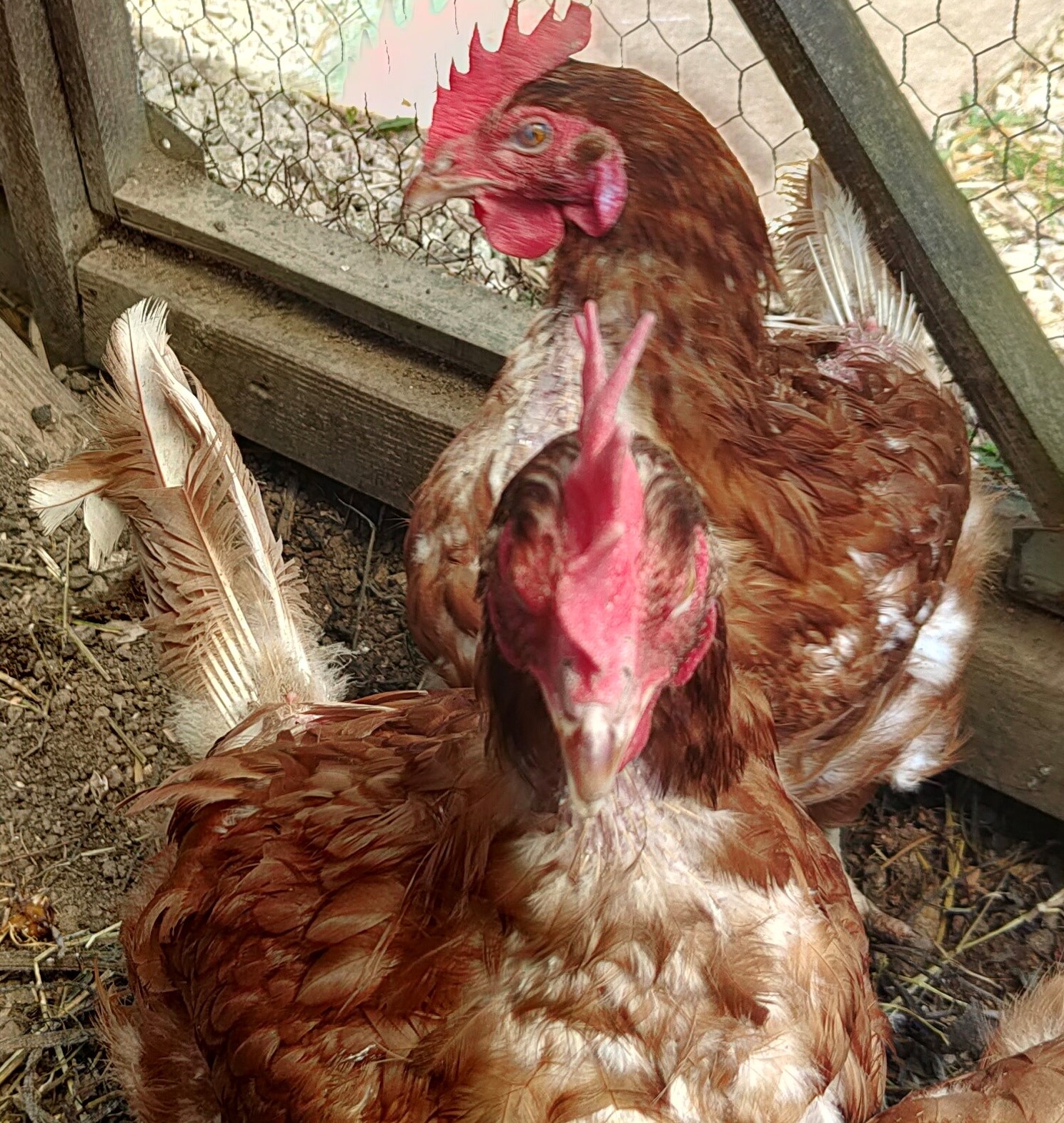 image de poules dans un poulailler